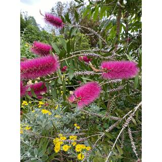 ALTMAN PLANTS Lone Star Growers 8 Qt. Bottlebrush Shrub (Callistemon Neon Pink Bottle Pop) Pink Blooms 0872603