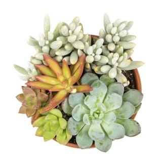 SMART PLANET 5 in. Succulent Garden in Deep Dish Terra Cotta Clay Planter 0872523