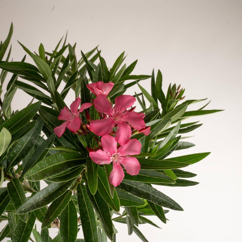 Costa Farms 10 in. Outdoor Pink Oleander Bush Plant in Grower Pot Avg. Shipping Height 26 in. to 32 in. Tall L-OLB-G-POT-01