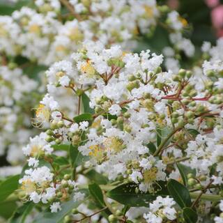 national PLANT NETWORK 3 gal. Crape Myrtle Natchez Shrub with White Flowers HD1832