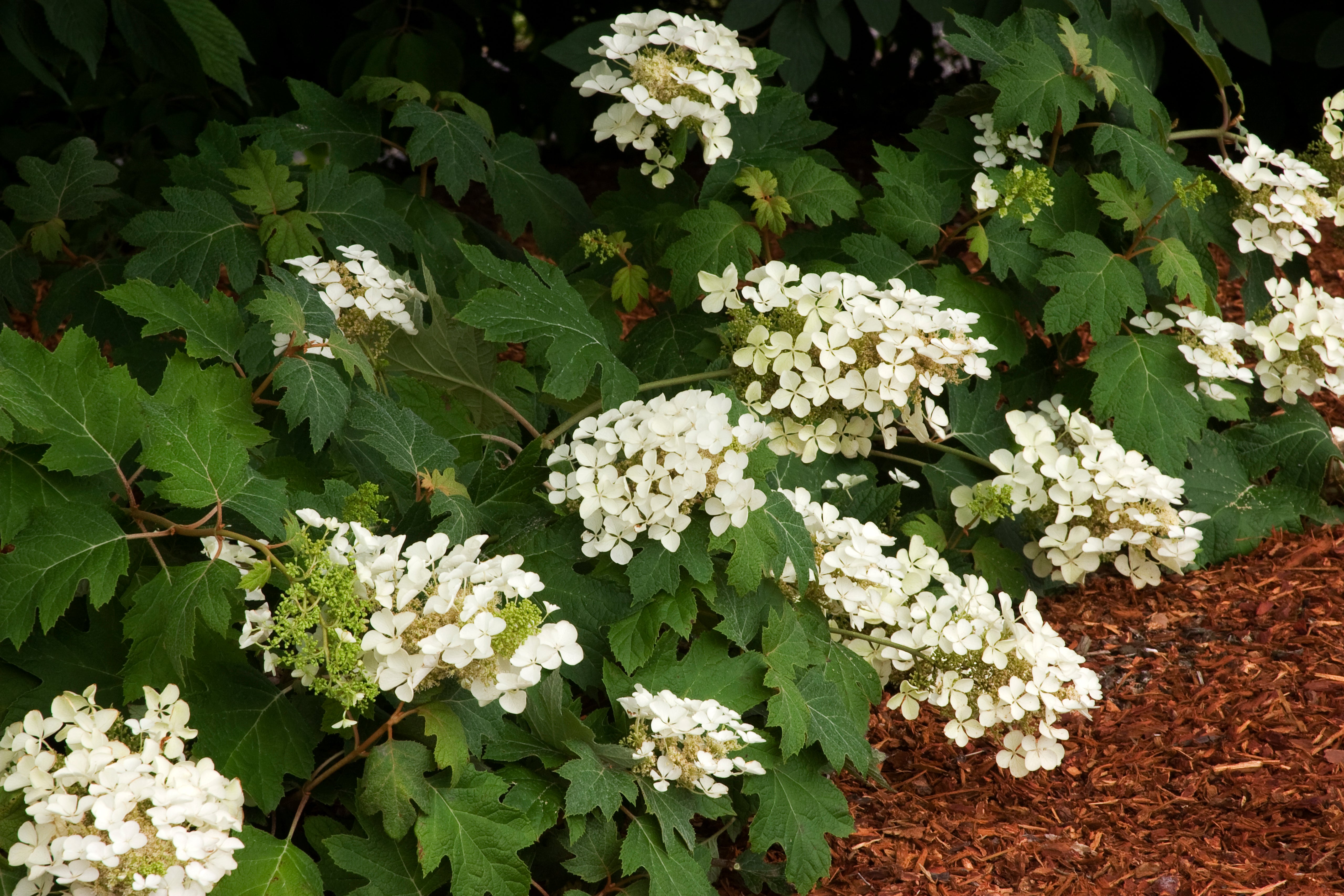 Pee Wee Oakleaf Hydrangea