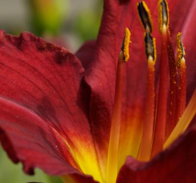 Classy Groundcovers - Hemerocallis 'Ruby Stella'  {25 Bare Root Plants}