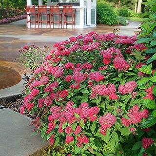 PROVEN WINNERS 2 Gal. Double Play Doozie Spirea with Red to Purple Flowers 14737