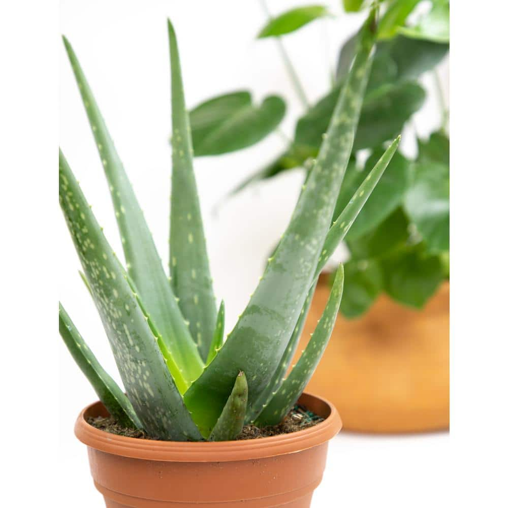 ALTMAN PLANTS 6 in. Single Aloe Vera in Panterra Clay Deco Pot 0872602