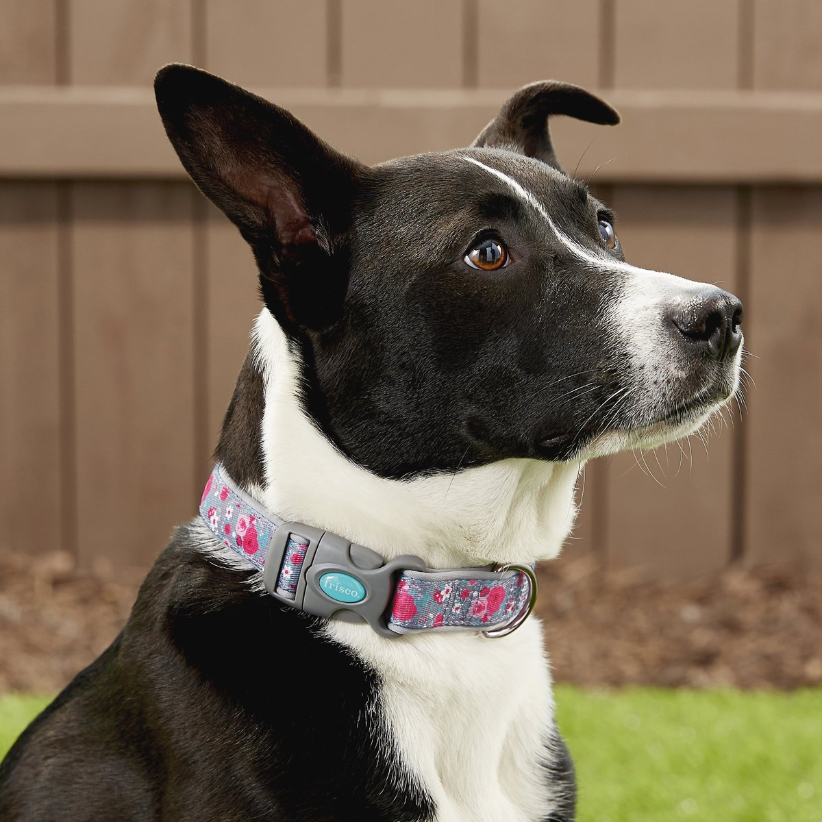 Frisco Patterned Neoprene Dog Collar