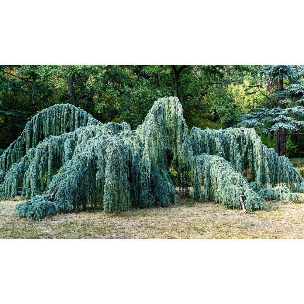 Online Orchards 1 Gal. Weeping Blue Atlas Cedar Tree with Elegant Drooping Limbs and Bright Blue Color EGCD002