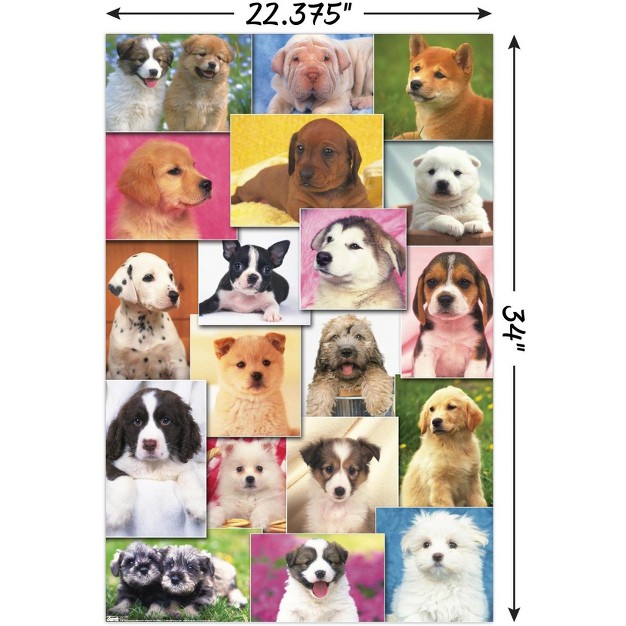 Trends International Keith Kimberlin Puppies Grid Unframed Wall Poster Prints