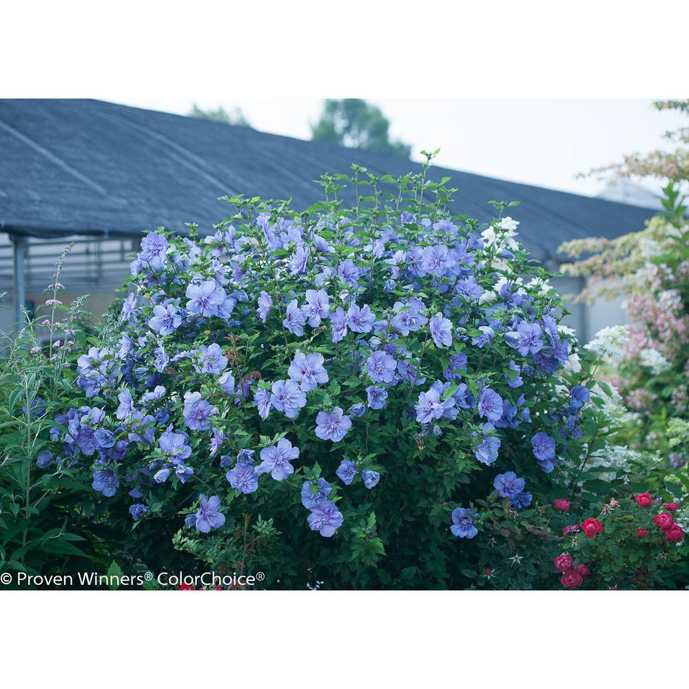 PROVEN WINNERS 4.5 in. Qt. Blue Chiffon Rose of Sharon (Hibiscus) Live Shrub Blue Flowers HIBPRC2057800