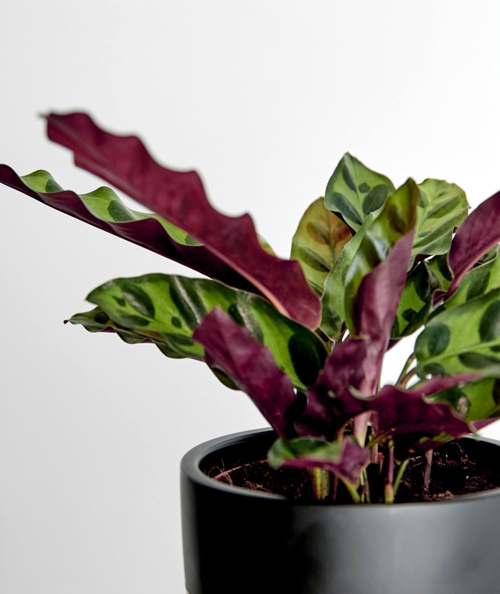 Rattlesnake Calathea - Live Plant in a 4 inch Pot - Calathea Lancifolia - Beautiful Air Purifying Indoor Houseplant