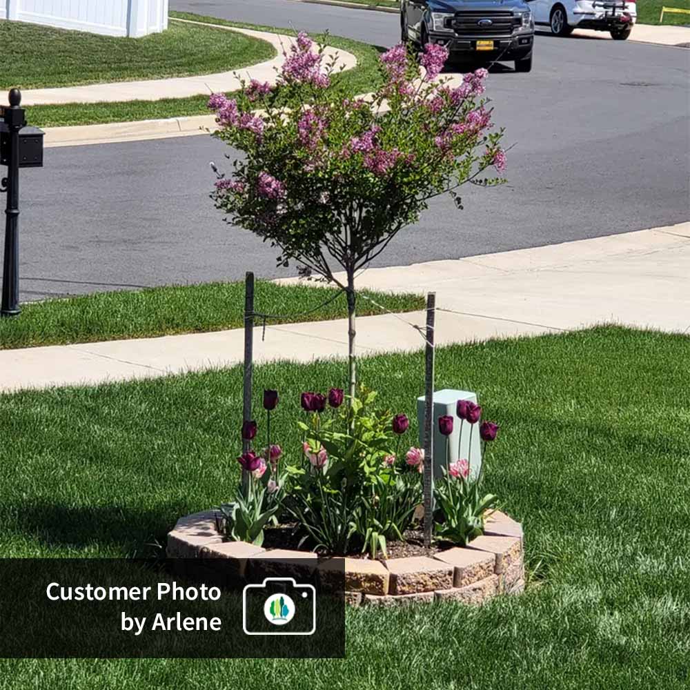 Dwarf Korean Lilac Tree