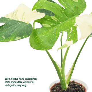 Arcadia Garden Products 4 in. Monstera Thai Constellation Plant in White Plastic Pot Cover LV70