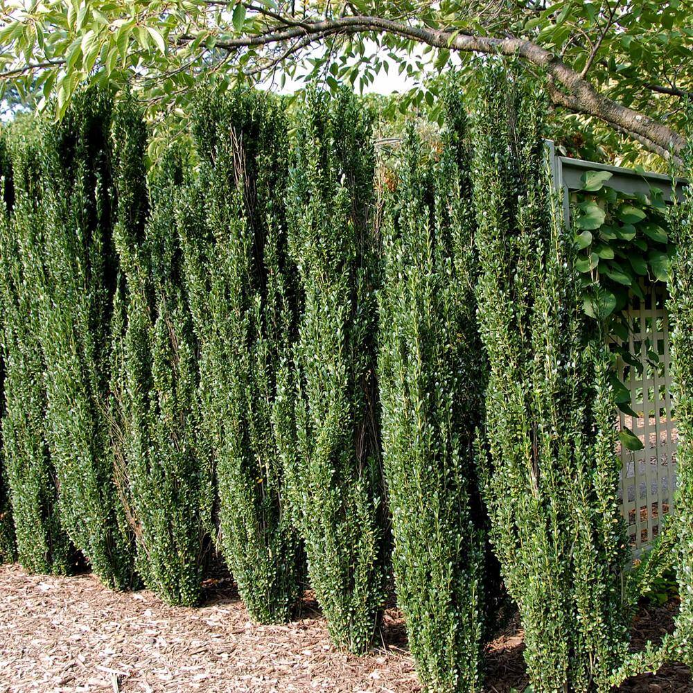 FLOWERWOOD 2.5 Gal - Sky Pencil Japanese Holly(Ilex) Live Plant Upright Growth Habit 31203FL