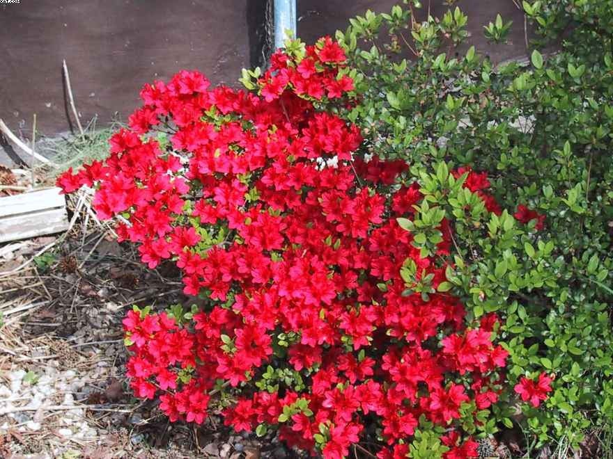 10 RED CUMBERLAND AZALEA Rhododendron Cumberlandense Bush Shrub Flower Seeds