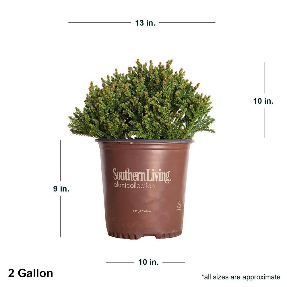 SOUTHERN LIVING 2 Gal. Dragon Prince Cryptomeria (Dwarf Japanese Cedar) Shrub with Uniquely Textured Evergreen Foliage 11412