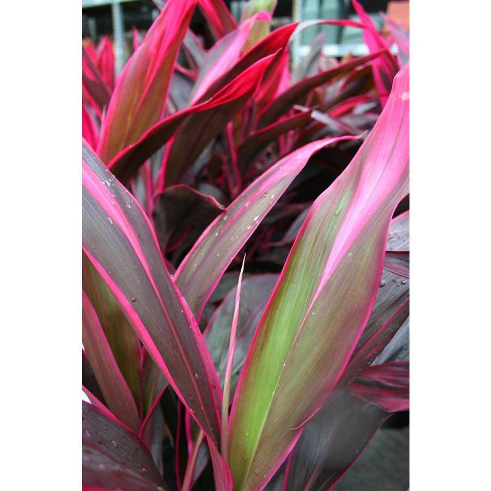 Pure Beauty Farms 2.5 Qt. Cordyline Red Sister Plant 6.33 in. Grower's Pot (2-Pack) DC1GCORREDSIS2