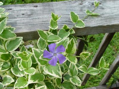 Classy Groundcovers - Variegated Greater (Large Leaf) Periwinkle Big Leaf Periwinkle/Myrtle {25 Pots - 3 1/2 inch Square}