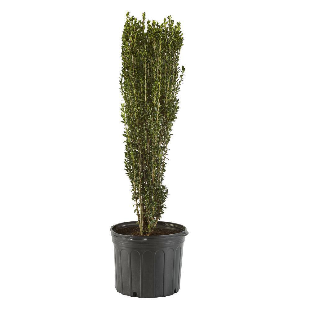 3 Gal. Sky Pencil Holly Shrub 14825