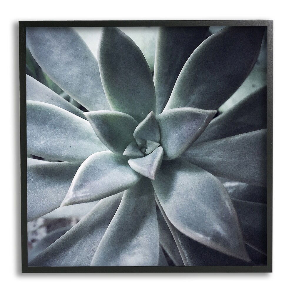 Stupell Succulent Plant Photography Framed Giclee Art by Jessica Manelis