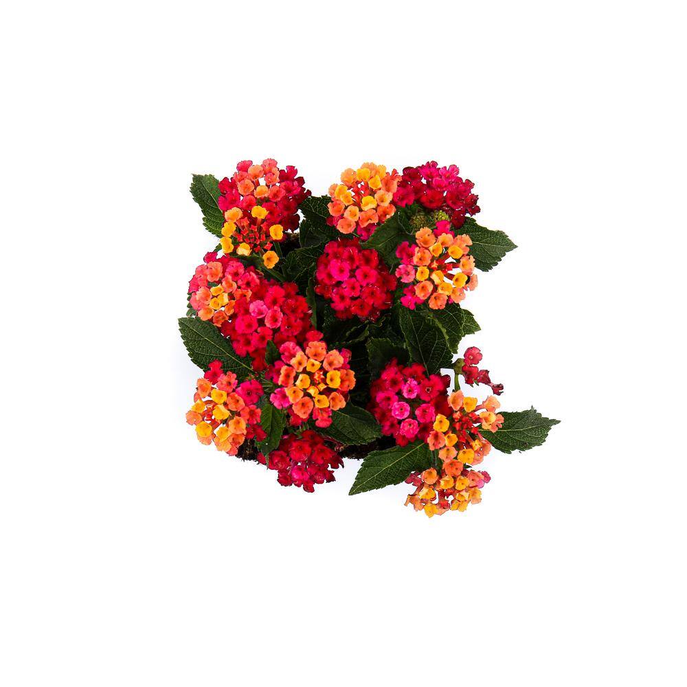 Vigoro 1 Qt. Pink Lantana Plant (2-Pack) LANLLUSH0-QAV2