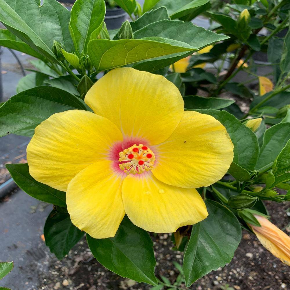 OnlinePlantCenter 3 Gal. Yellow Tropical Hibiscus with Yellow Flowers HIB0731G3