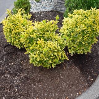 national PLANT NETWORK 2.25 Gal. Euonymus Golden Flowering Shrub with White Blooms HD1080