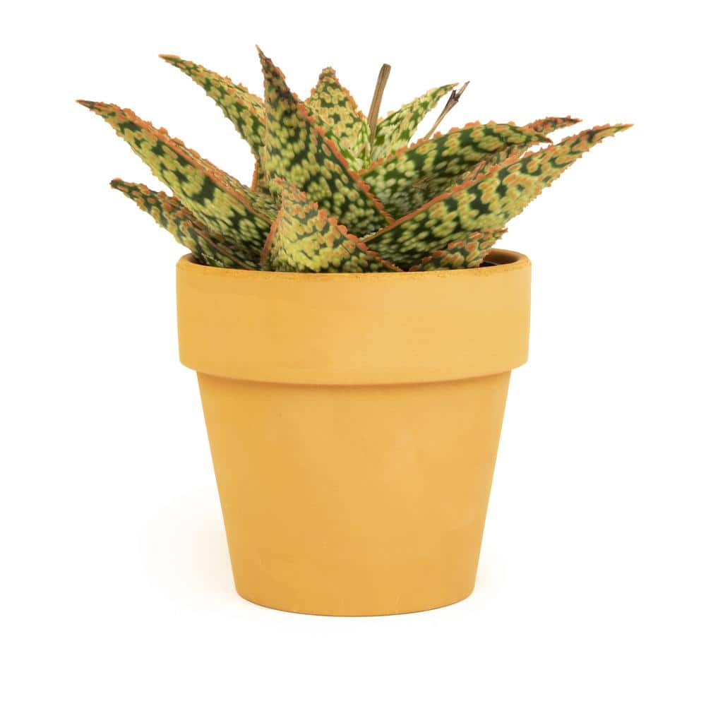 SMART PLANET 9cm Star Aloe TM In Terra Cotta Clay Pot 0872528