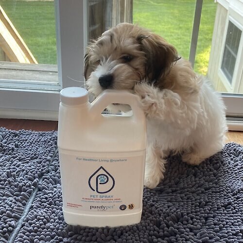 Purefy Deodorizing Pet Spray