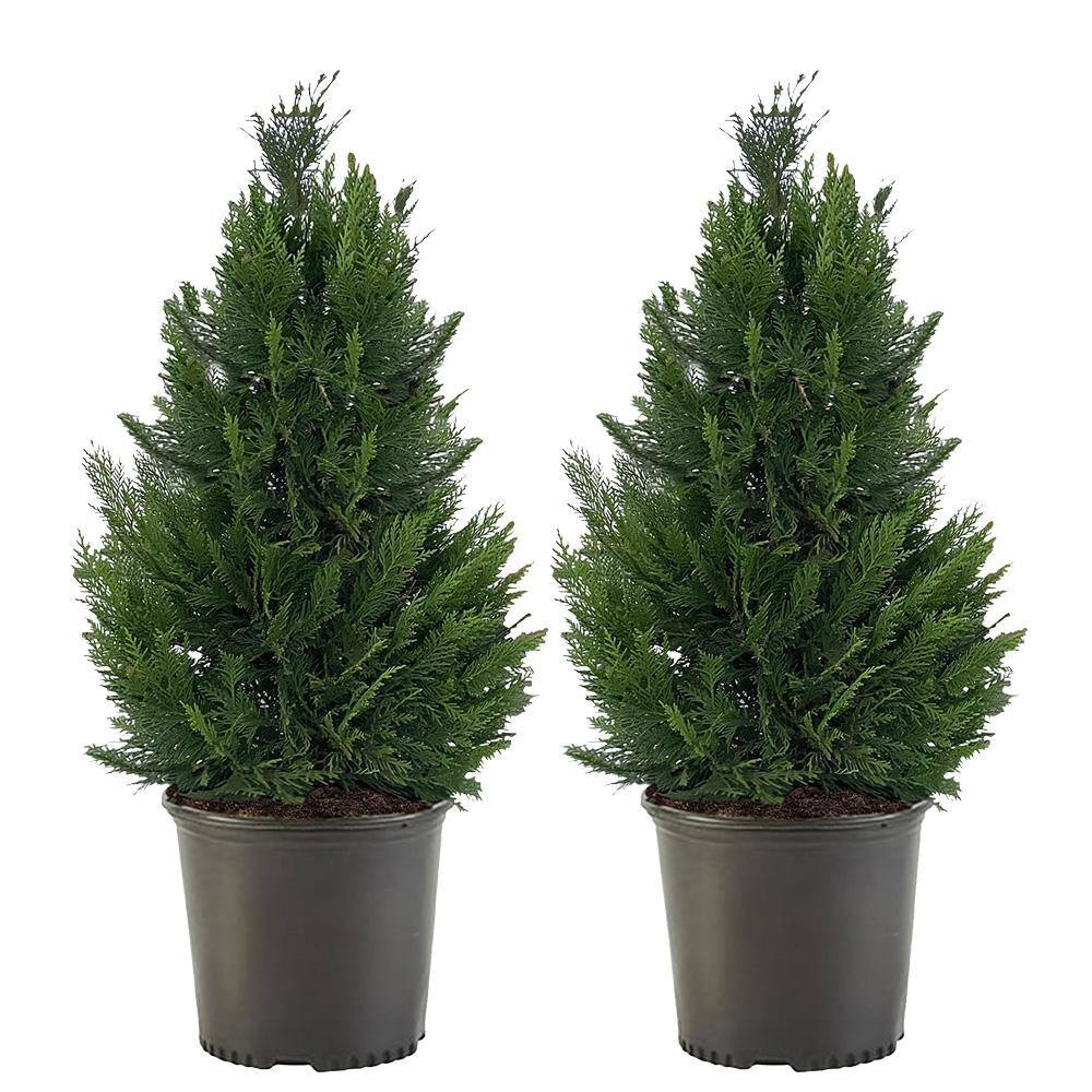 2.25 Gal. Leyland Cypress Evergreen Tree with Green Foliage (2-Pack) 15678