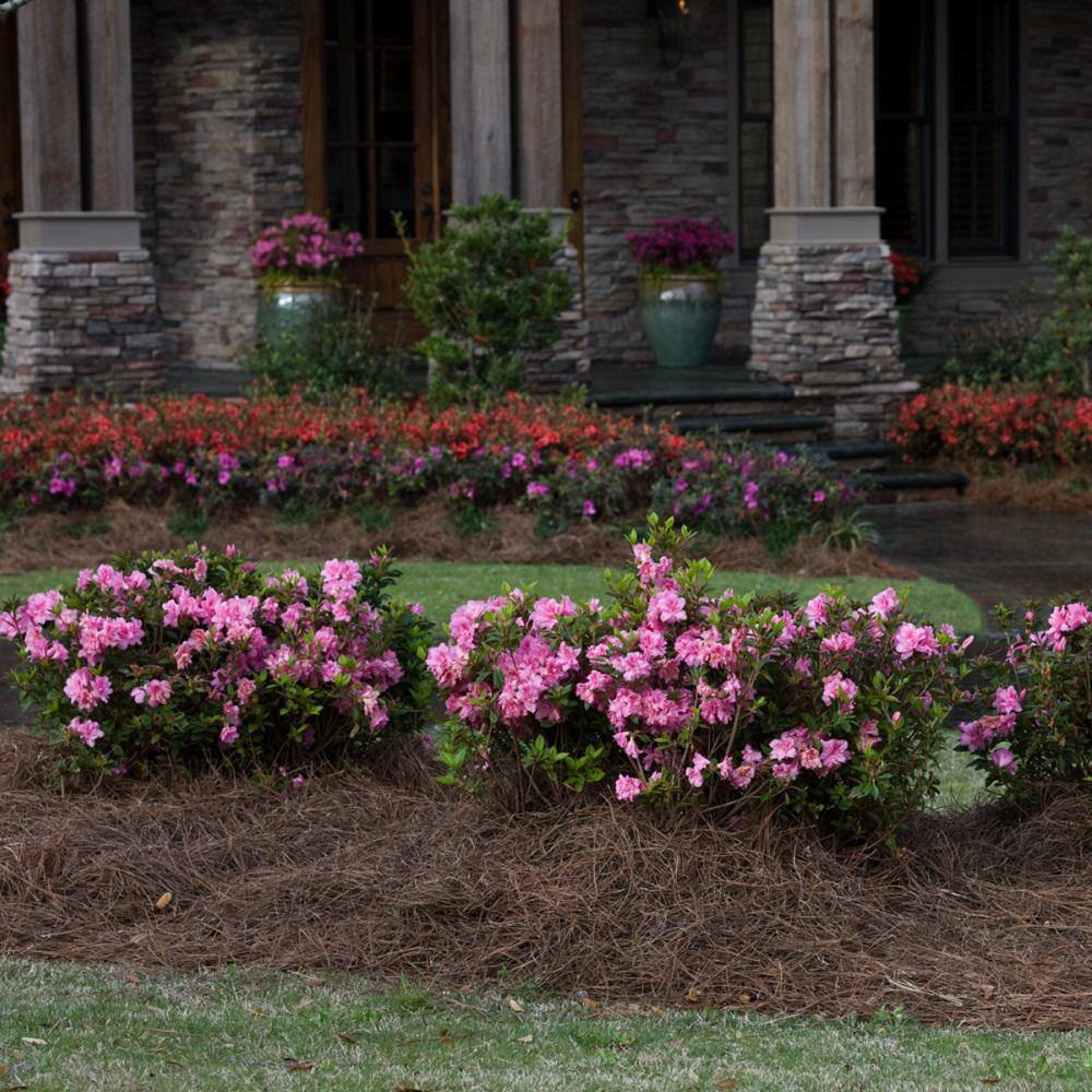 ENCORE AZALEA 3 Gal. Autumn Carnation Reblooming Azalea Shrub with Pink Flowers 80393