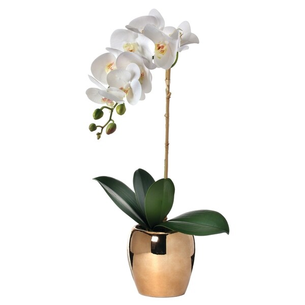 21 Inch White Orchid in Gold Vase