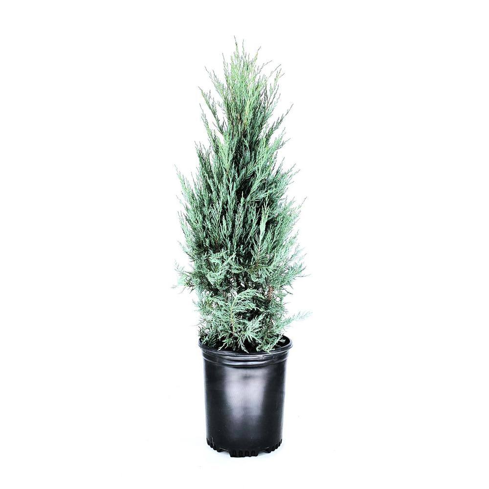 3.58 Gal. Moonglow Juniper Juniperus scopulorum 'Moonglow' Evergreen (1-Each) O496005