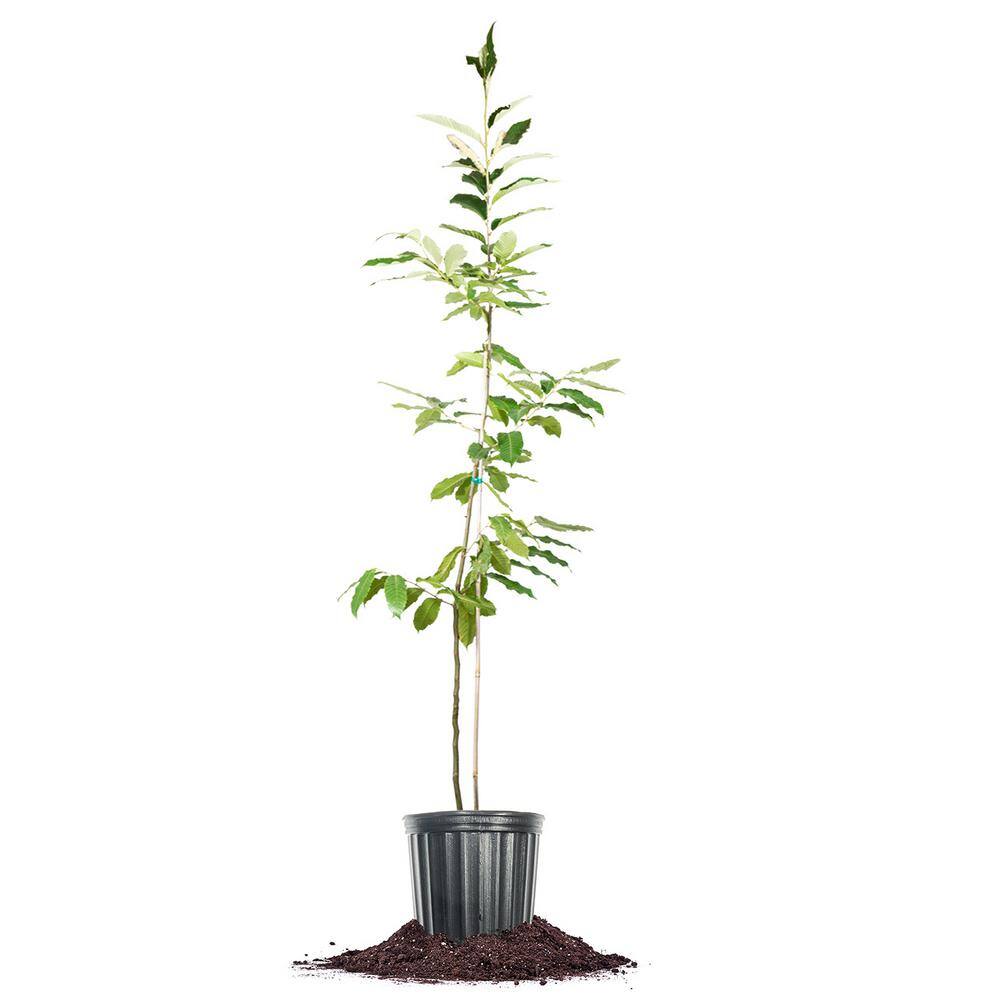 Perfect Plants American Hybrid Chestnut Tree 1 Gal. Growers Pot Deciduous Chestnut Tree THD-AHChsnut-1G