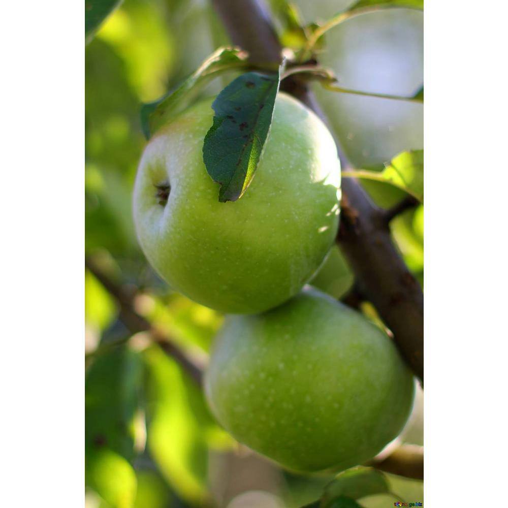 Online Orchards 3 ft. Granny Smith Apple Tree with Tart Green Fruit Best for Baking FTAP203