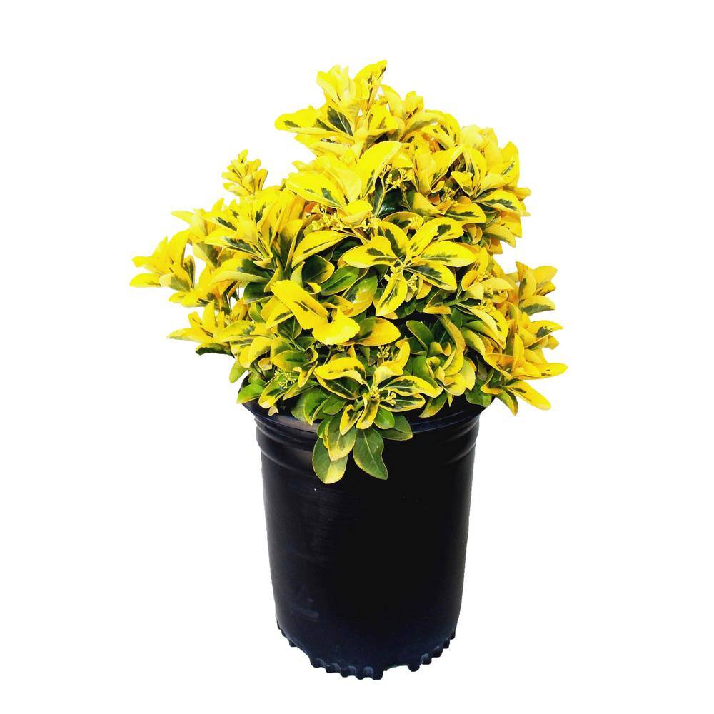 EVERDE GROWERS 5 Gal. Golden Euonymus Shrub Plant EUOJAF0005