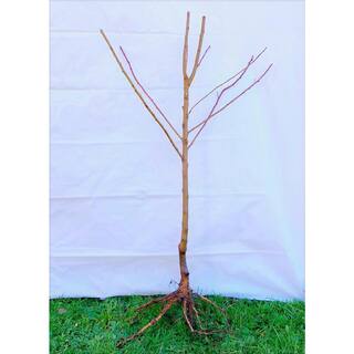 Online Orchards Dwarf Seckel Sugar Pear Tree - Perfectly Snack-Sized Tiny Sweet Pears (Bare-Root 3 ft. to 4 ft. Tall 2-Years Old) FTPR006