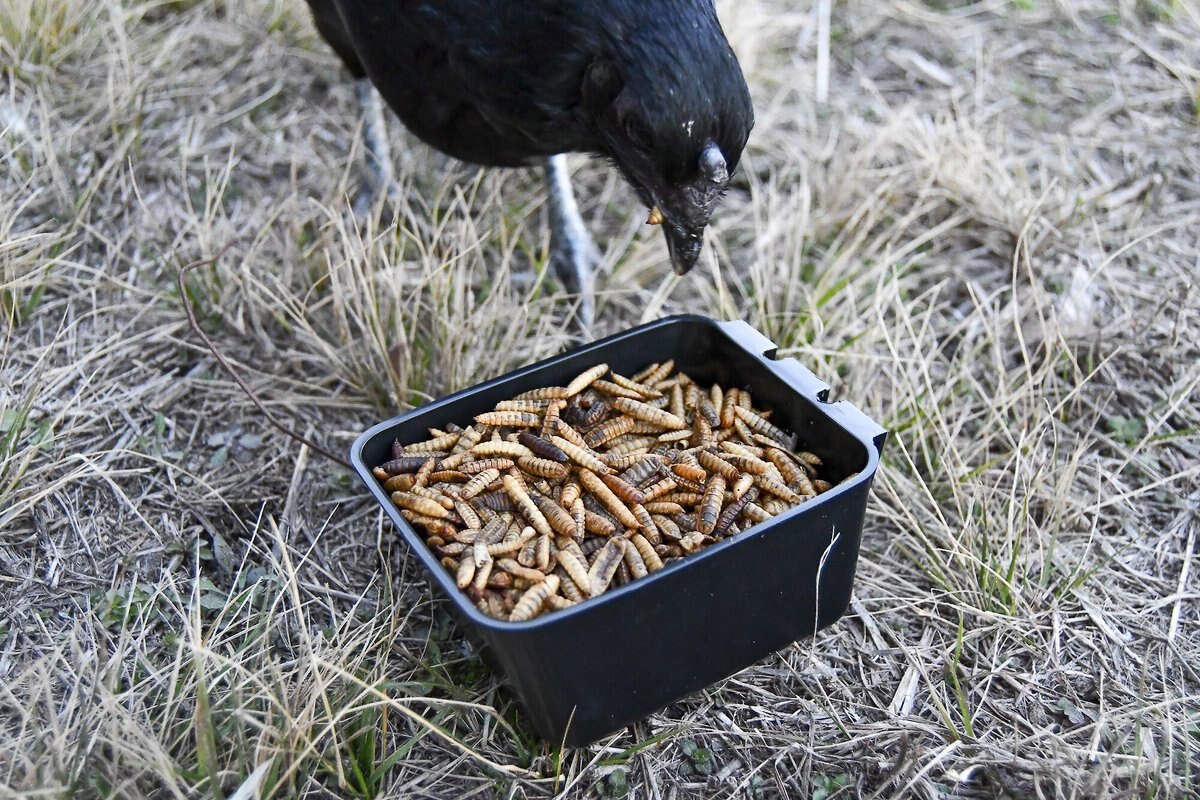 Little Farmer Products Bug-A-Licious Chicken Treats