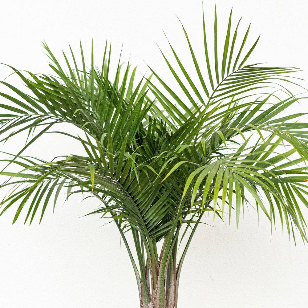 United Nursery Majesty Palm Live Indoor Outdoor Plant in 10 inch Premium Sustainable Ecopots Pure White Pot MAJESTYP10PW