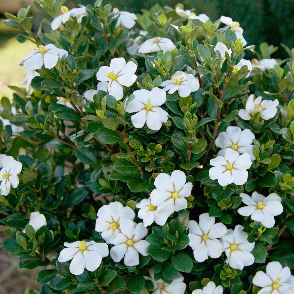 SOUTHERN LIVING 2.5 Qt. Scentamazing Gardenia - Live Evergreen Shrub with White Fragrant Blooms 2102Q
