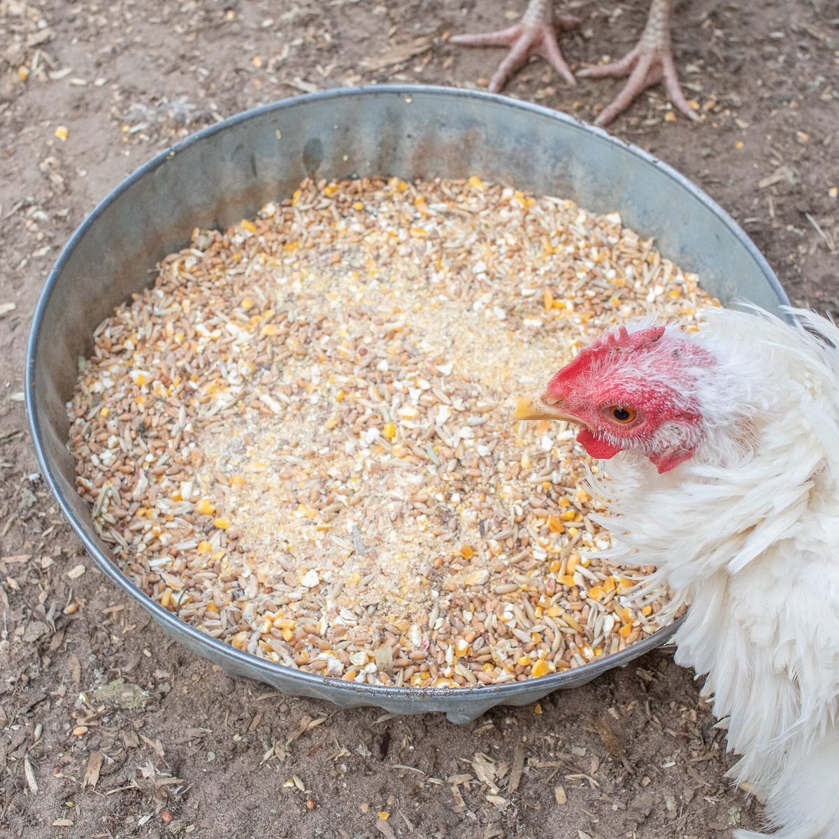 Pampered Chicken Mama Fluffiest Feathers Ever! Chicken Feed