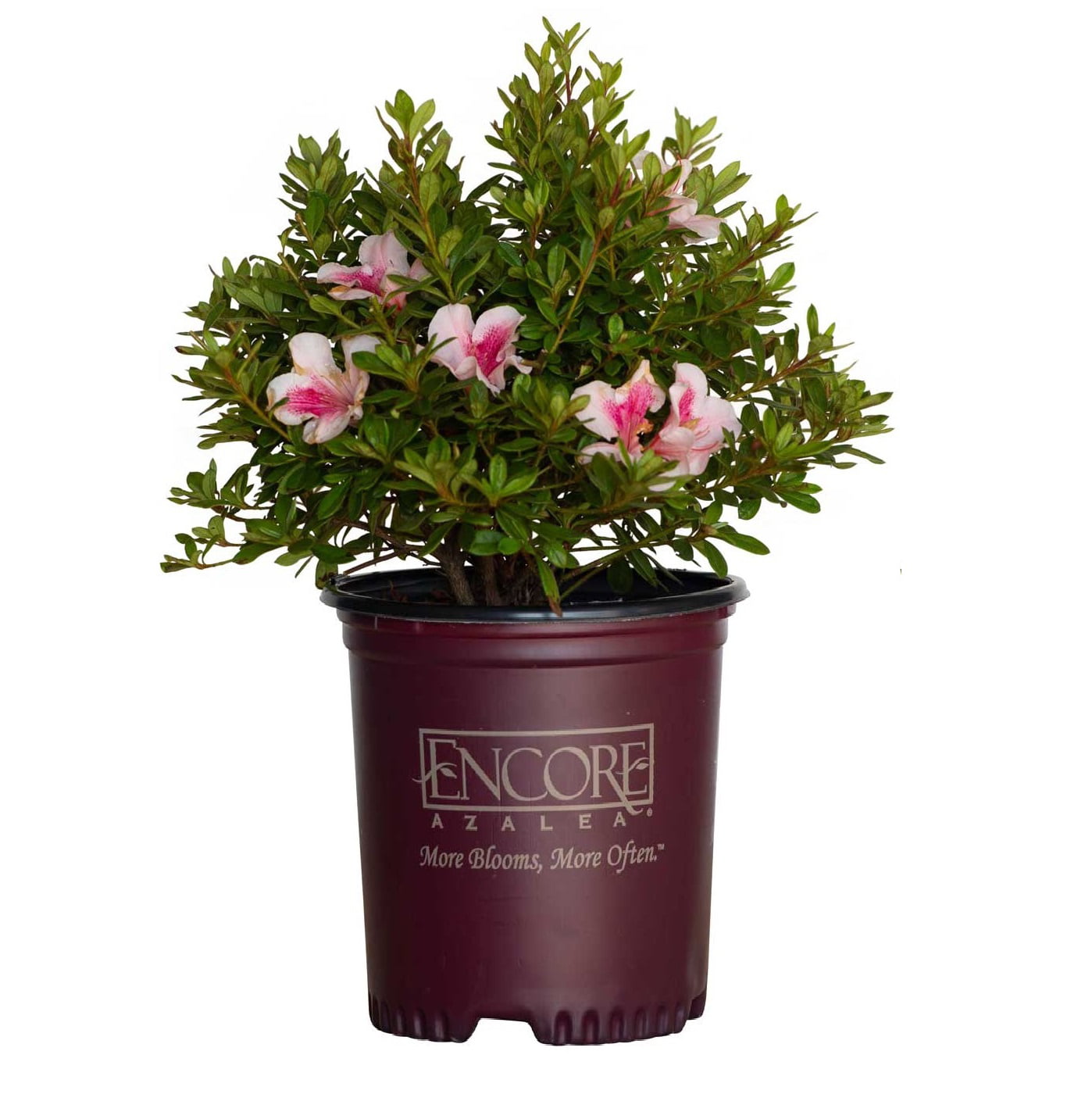 Encore Azalea Autumn Chiffon (2 Gallon) Pink Flowering Shrub - Full Sun Live Outdoor Plant