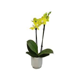 ALTMAN PLANTS 3.5 in. Yellow Orchid (Phalaenopsis) Live House Plant in White Ceramic Pot 0873009