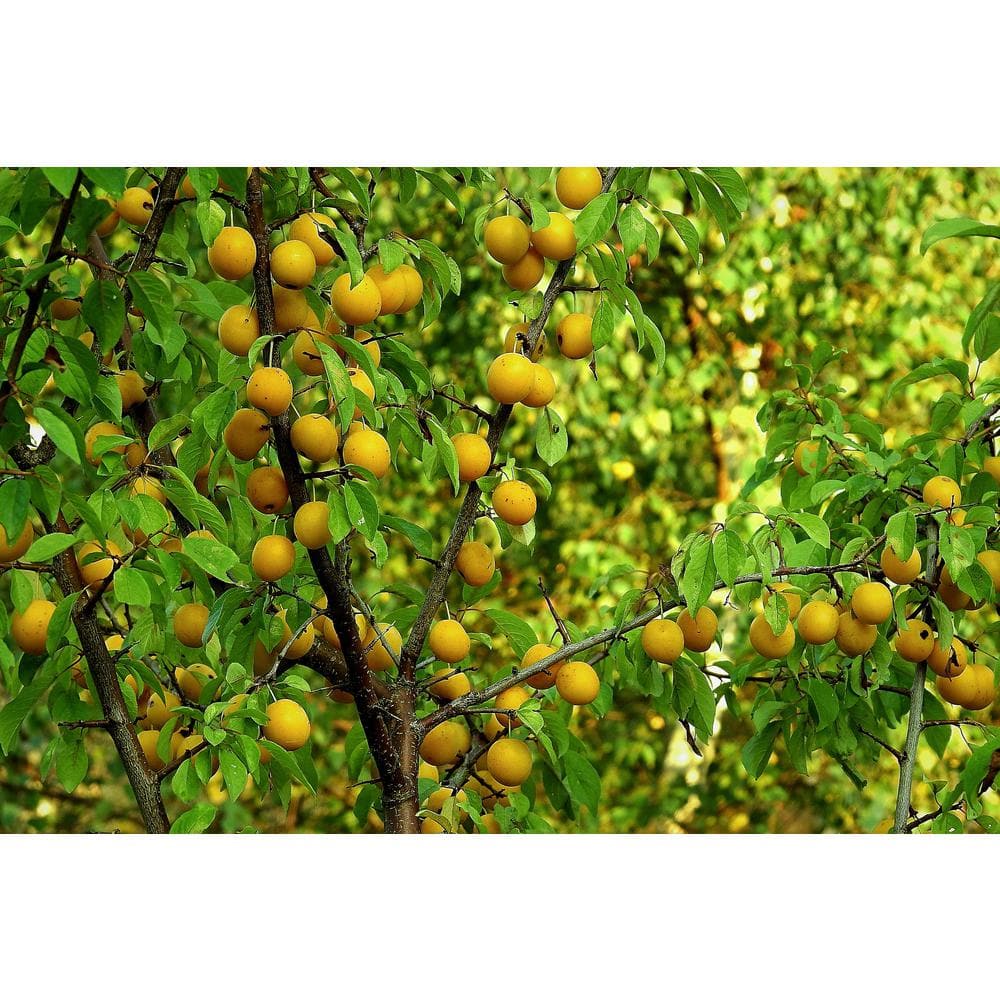 Online Orchards Dwarf Shiro Plum Tree Bare Root FTPL004