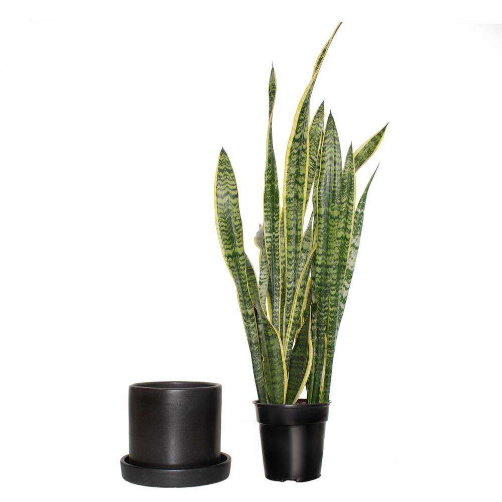 national PLANT NETWORK 6 in. Laurentii Snake Plant in 7 in. Matte Black Hyde Container HD4702