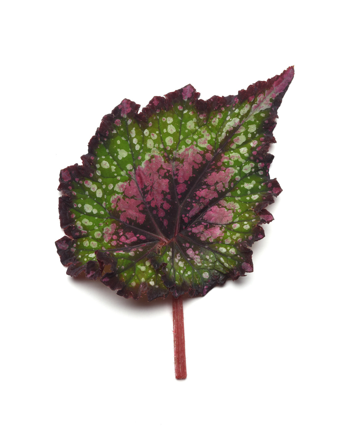 6 In. Jurassic Watermelon Rex Begonia - 2 Piece