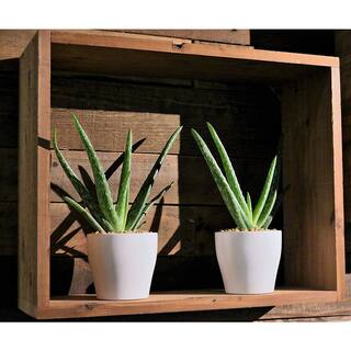 Costa Farms Aloe Vera Indoor Plant in 4 in. Grower Pot Avg. Shipping Height 10 in. Tall 90408