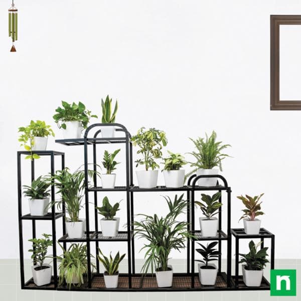 Alluring Indoor Plants on metal stand for indirect light receiving location