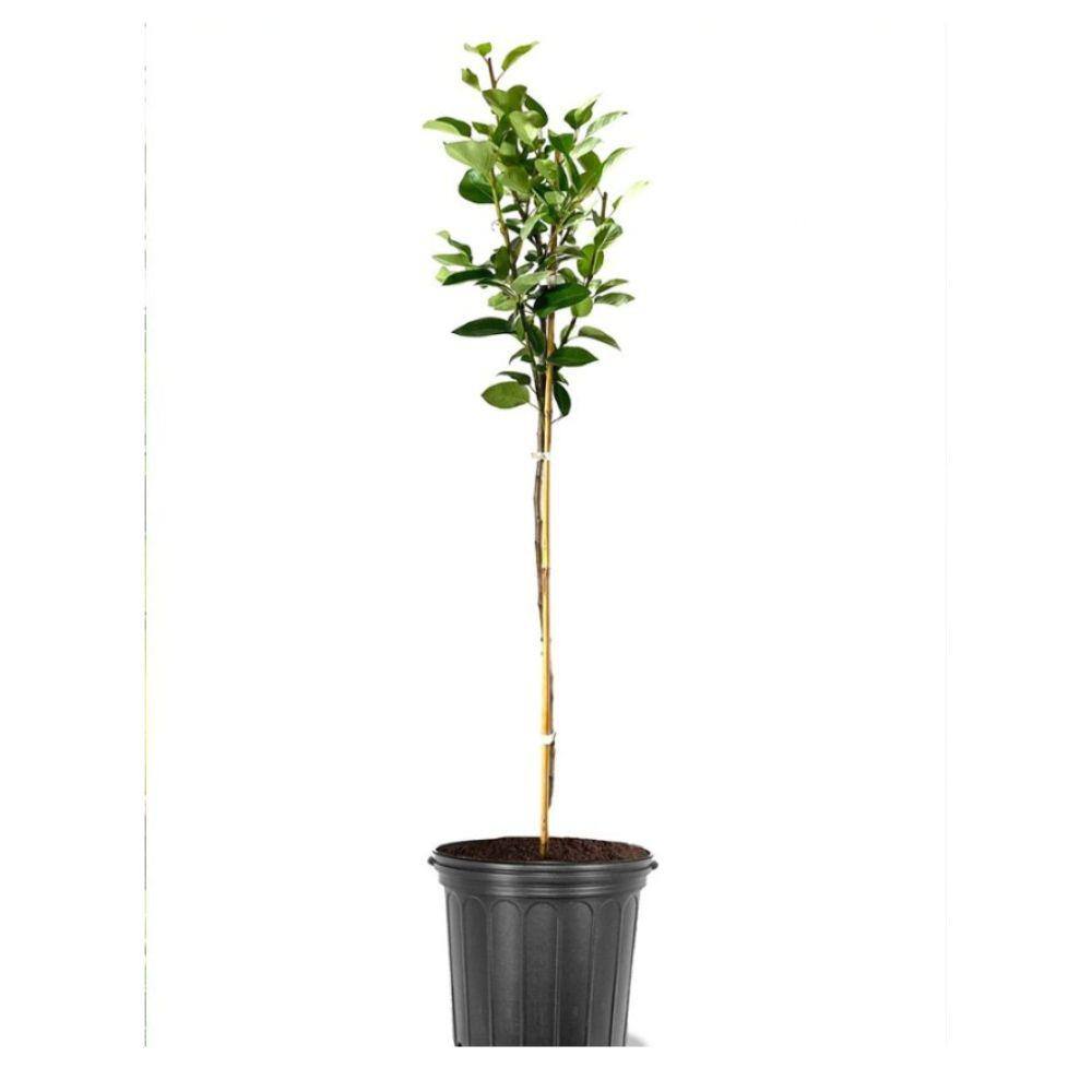 5 gal. Kieffer Pear Tree PEAKEI05GSL