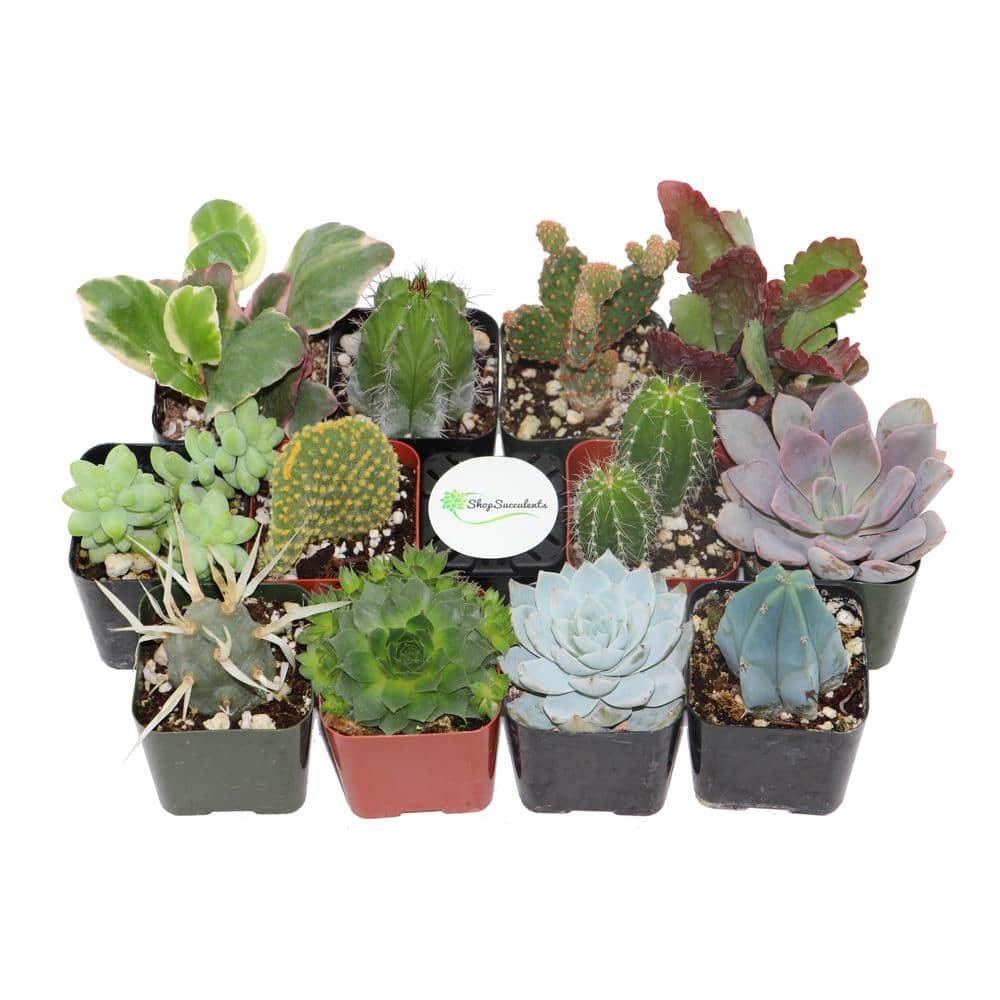 Shop Succulents 2 in. Cactus and Succulent (Collection of 12) CS12