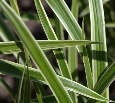 Classy Groundcovers - Carex morrowii 'Ice Dance'  {25 Pots - 3 1/2 inch Square}