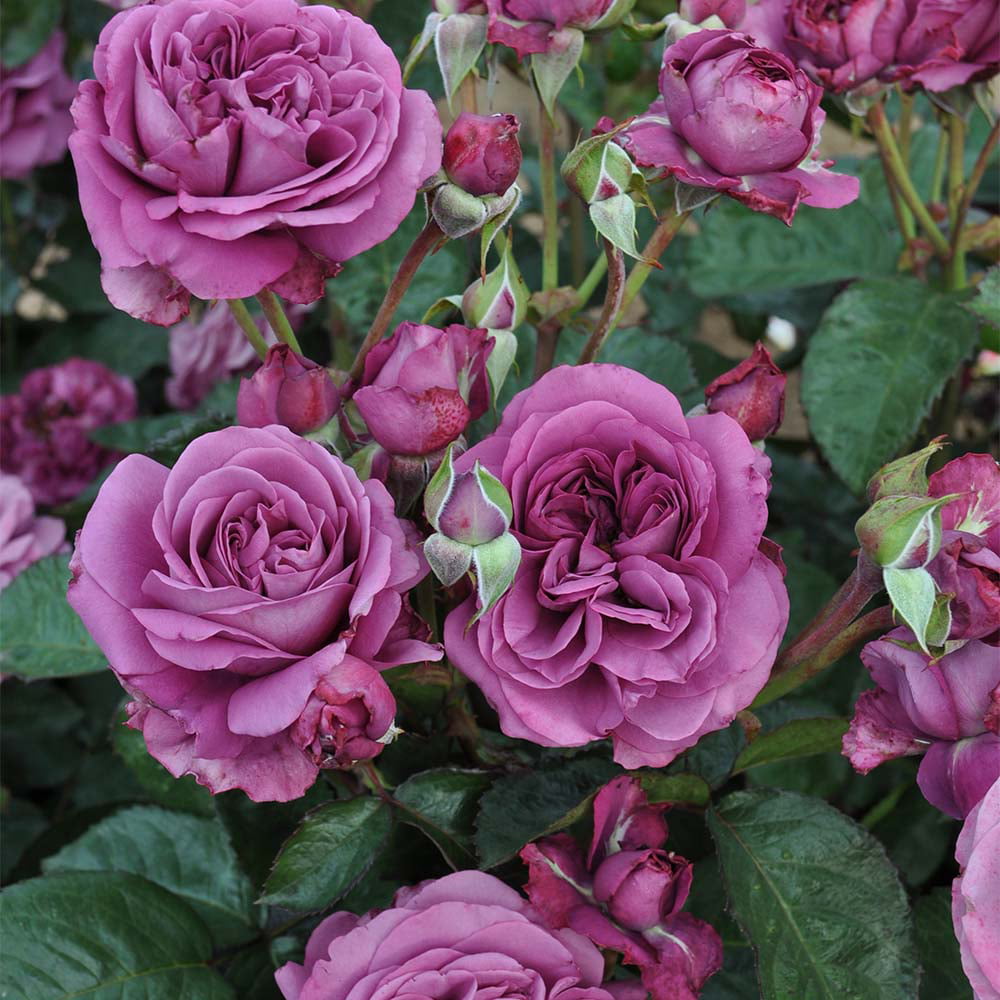 2g Bloomables Rose Sunbelt Plum Perfect Live Shrub